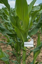 Trichogramma-Schlupfwespen können den Maiszünsler in vielen Fällen erfolgreich kontrollieren.
