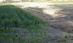 Von der Trockenheit besonders betroffen sind im Frühjahr ausgesäte Getreidearten wie der Mais. Auf dem Acker links hat sich in der Mais bis dato (17. Juni) gut entwickelt, der Boden hat genügend Speicherkapazität, auf dem Feld daneben (rechts) sind die Pflanzen in ihrer Entwicklung deutlich zurück.