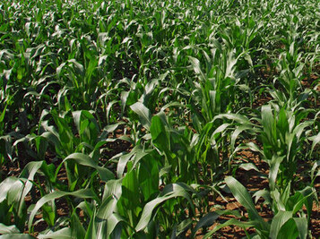 In Baden-Württemberg wurden zwischen 600 und 700 Hektar mit potenziell GVO-verunreinigtem Maissaatgut bestellt.