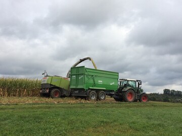 Mit dem richtigen Erntezeitpunkt wird ein wichtiger Grundstock fr eine gute Maissilage gelegt. 