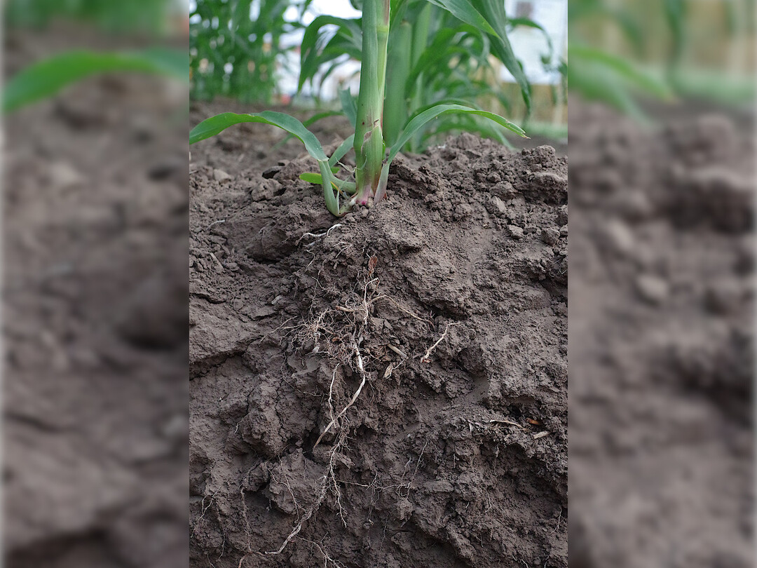 Nach der Aussaat vermehren sich die Mikroorganismen an der Wurzel und sollen dabei gnstige Wachstumsbedingungen fr die Pflanzen schaffen. 