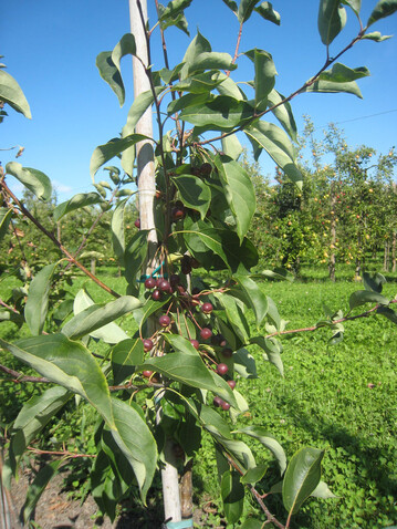 Noch nicht durchbrochen ist die Resistenz gegen Apfelschorf bei Malus baccata jackii. 