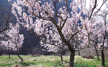 Unter den Bedingungen des Klimawandels könnte der Anbau von Mandelbäumen eine neue Chance sein. Das hat eine Studie des Schweizer Forschungsinstituts Agroscope ergeben.