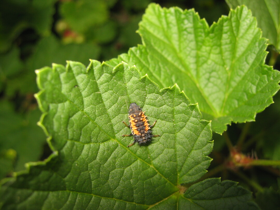 Marienkferlarven sind natrliche Gegenspieler gegen Schadmilben im Weinbau. Jetzt im April gilt es, auch auf Austriebsschdlinge zu achten. Mehr Infos dazu im Heft.