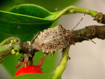 Die marmorierte Baumwanze wird zu einem nationalen Problem