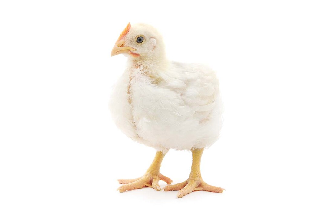 Dänemark setzt sich für langsam wachsende Masthähnchen und EU-weite Maßnahmen zum Tierschutz ein.