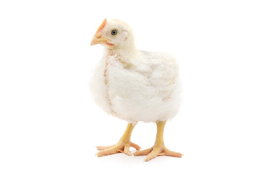 Dnemark setzt sich fr langsam wachsende Masthhnchen und EU-weite Manahmen zum Tierschutz ein.