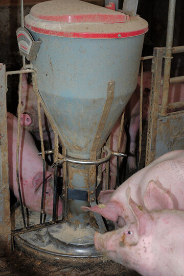 Um 11 Cent pro kg Lebendgewicht lag der Verkaufserls der ausgewerteten Mastbetriebe 2009/2010 unter dem Vorjahr. 