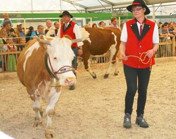 Im Ring: Hildegard Schelshorn aus Bernau im Ring mit ihrer Hamappa Tochter Sonja, die schon zehnmal abgekalbt immer noch jung aussieht. Frau Schelshorn betreute dankenswerter Weise die ganze Ausstellungsdauer die Wldertiere. Im Hintergrund Zuchteiter Dr. Franz Maus mit der Piragustochter Brupira von Otmar Klausmann, St. Georgen- Oberkirnach. 