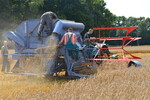 Der Claas Mäh-Dresch-Binder, gezogen von einem MAN Ackerdiesel, Baujahr 1958, erntet wie in alten Zeiten.