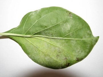 Leveillula taurica an Peperoni.