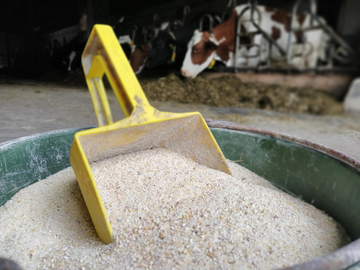  Ein zu hoher Kraftfutteranteil in der Ration kann bei Rindern eine subakute Pansenazidose hervorrufen.  