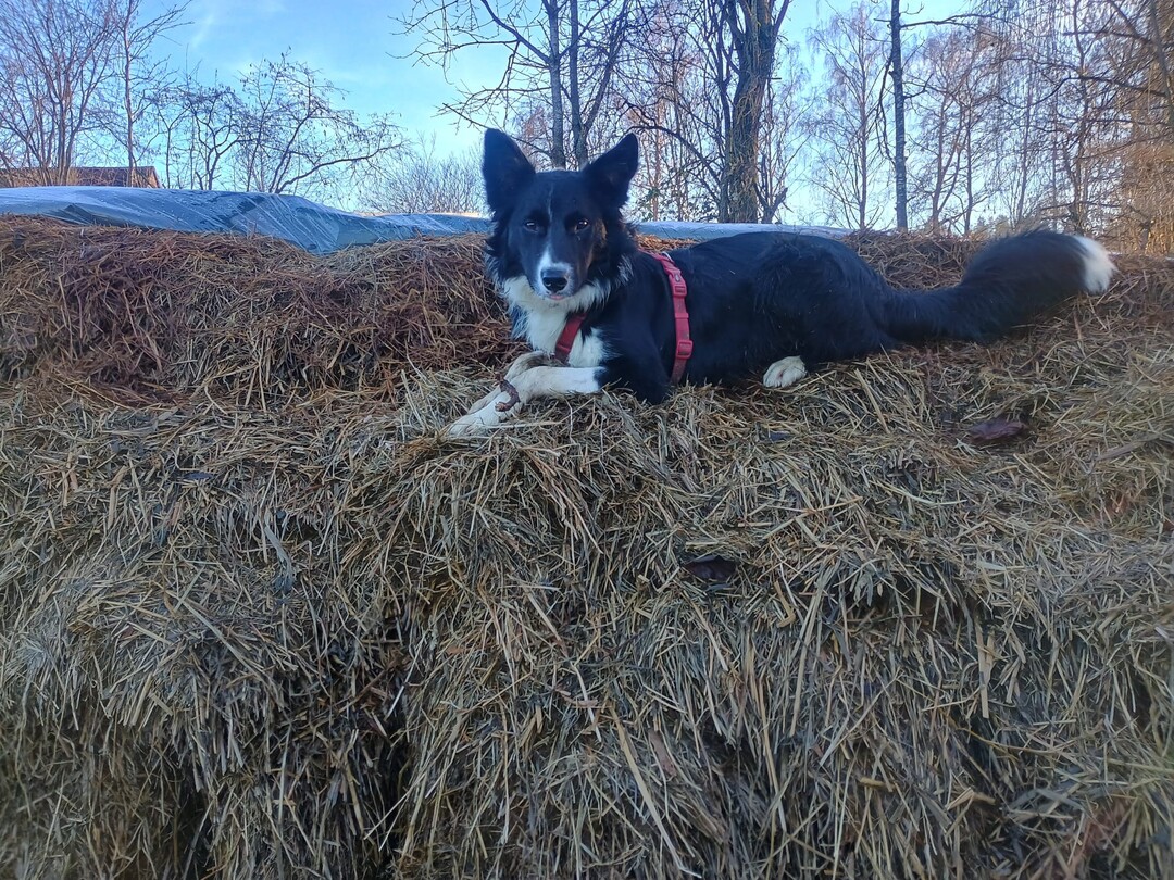 Hund auf Misthaufen