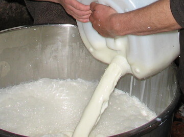 Frische Rohmilch in ein rares Gut: Slow Food setzt sich fr den einfachen und unbrokratischen Vertrieb und Erwerb von naturbelassener Milch und auch Rohmilch ein.