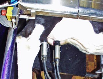 Der Kieler Rohstoffwert Milch sinkt im Dezember um 0,8 Cent/kg zum Vormonat November leicht und notiert jetzt bei 24,7 Cent je kg Milch.