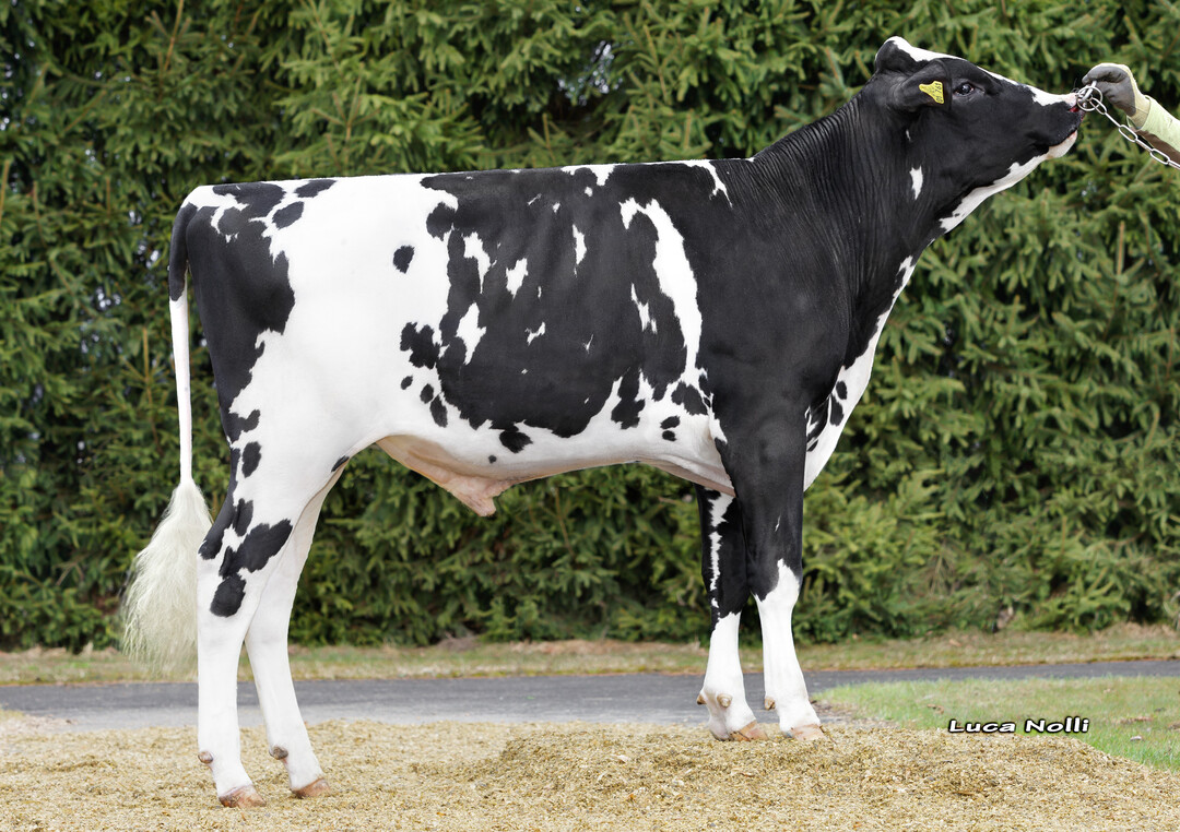 Der schwarzbunte Holsteinbulle bringt 100 Prozent hornlose Klber.