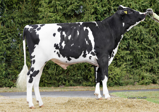 Der schwarzbunte Holsteinbulle bringt 100 Prozent hornlose Klber.