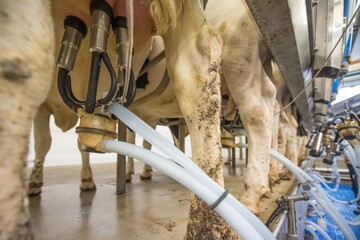 Deutschland ist grter Milcherzeuger der EU. Die meisten Milchkhe beherbergt dagegen ein anderes Land in Europa.