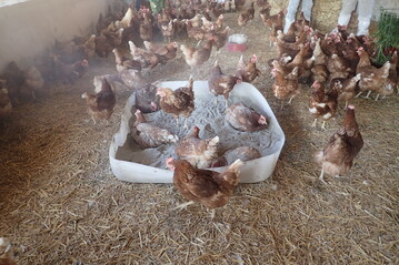 Mindesten so gro sollte ein Staubbad sein.