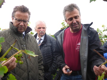 Weinbauminister Peter Hauk, Weinbauprsident Hermann Hohl und Wolfgang Mller, Weinbauleiter im Betrieb Schloss Affaltrach, messen den Reifegrad der Trauben im Weinberg.