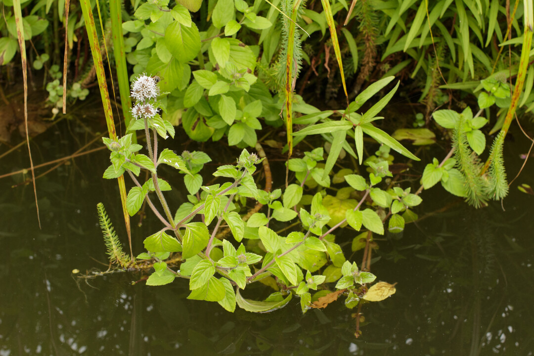 Die Wasserminze fhlt sich im und am Wasser am wohlsten. 