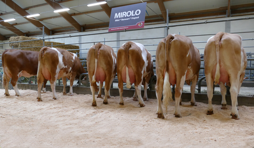 Der Bulle Mirolo zeigte bereits eine berzeugende Nachzuchtgruppe, die die Qualitten des Bullen unterstrichen