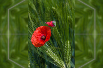 Klatschmohn fllt vor allem durch seine markant rote Blte auf. 