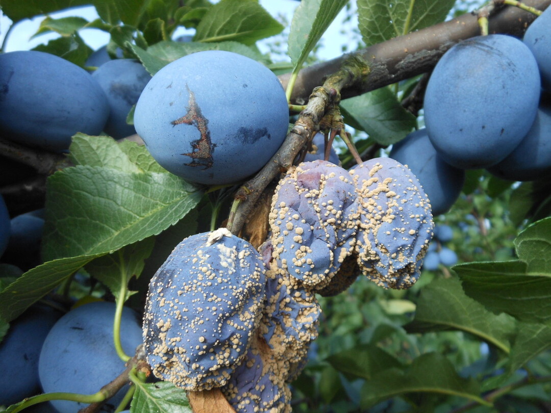 Von einzelnen befallenen Fr�chten kann eine Moniliainfektion sich schnell ausbreiten und durch Kontaktf�ule schnell ganze Fruchtpartien anstecken.