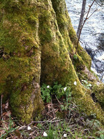 Moose, die auf Bäumen wachsen, spüren Luftverschmutzung auf.