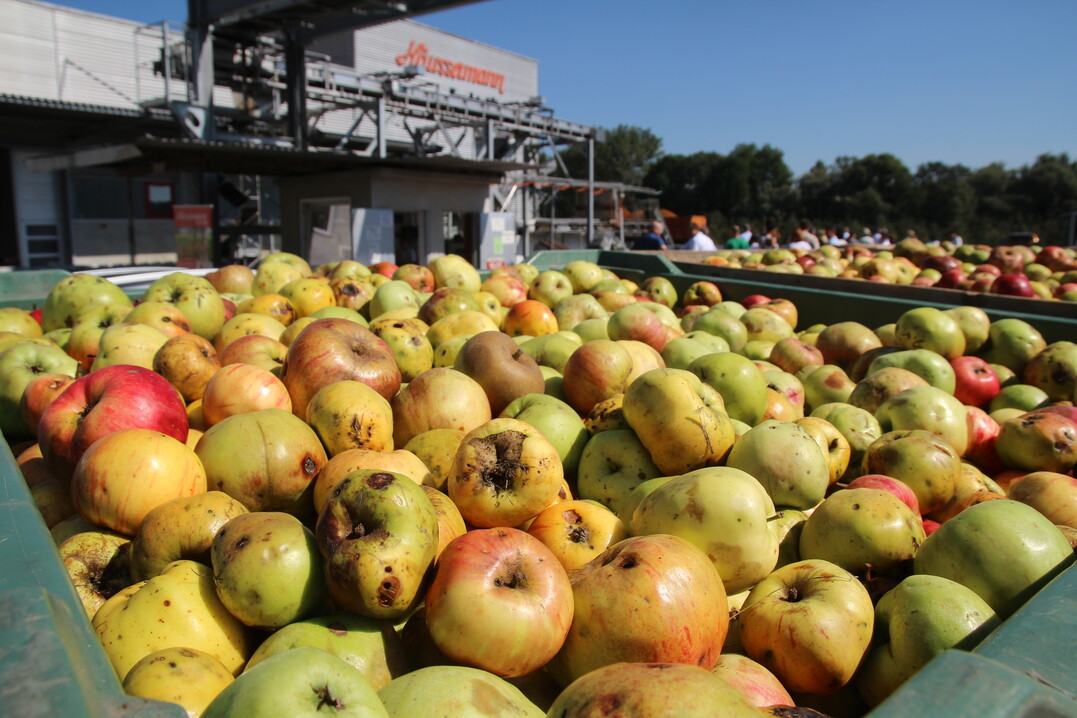 Die diesjhrige Fruchtsaftsaison wurde bei der Fruchtsaftkelterei Hussermann in Neckartailfingen im Landkreis Esslingen eingelutet.