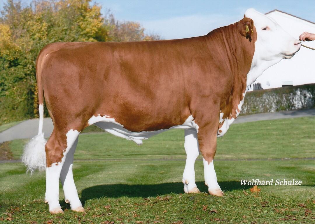 Moviestar Pp ist ein frher hornloser Mystery-Sohn aus der Zucht von Thomas Burger in Biederbach.