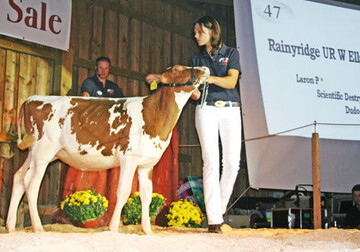 Die Top-Sellerin der Auktion, Rainyridge UR W Ella P-Red, wechselte fr 21.500 Euro nach Grobritannien.