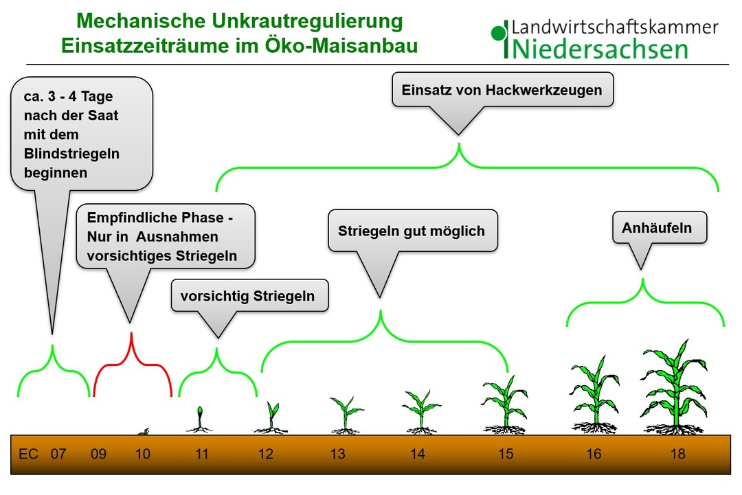 Der richtige Einsatzzeitpunkt ist fr den Regulierungserfolg bei Unkrutern im komais von erheblicher Bedeutung.