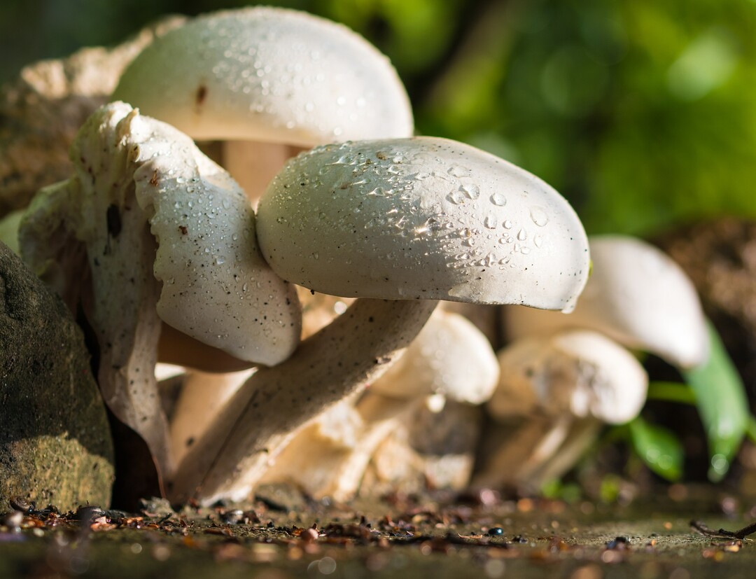 Wiesen-Champignon