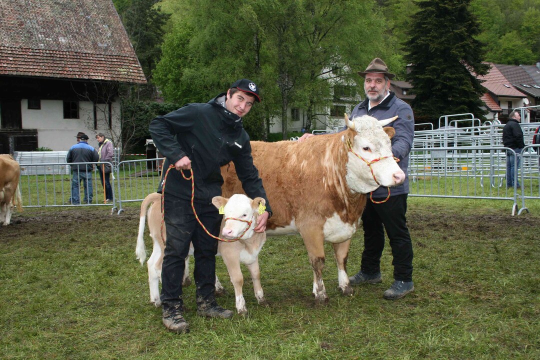 Mutterkuh KKRes: Den Reservesieg errang Neuzchter Florian Hamma aus Fridingen mit der Jungkuh Gretel und einem gut bemuskelten Humferalkalb.