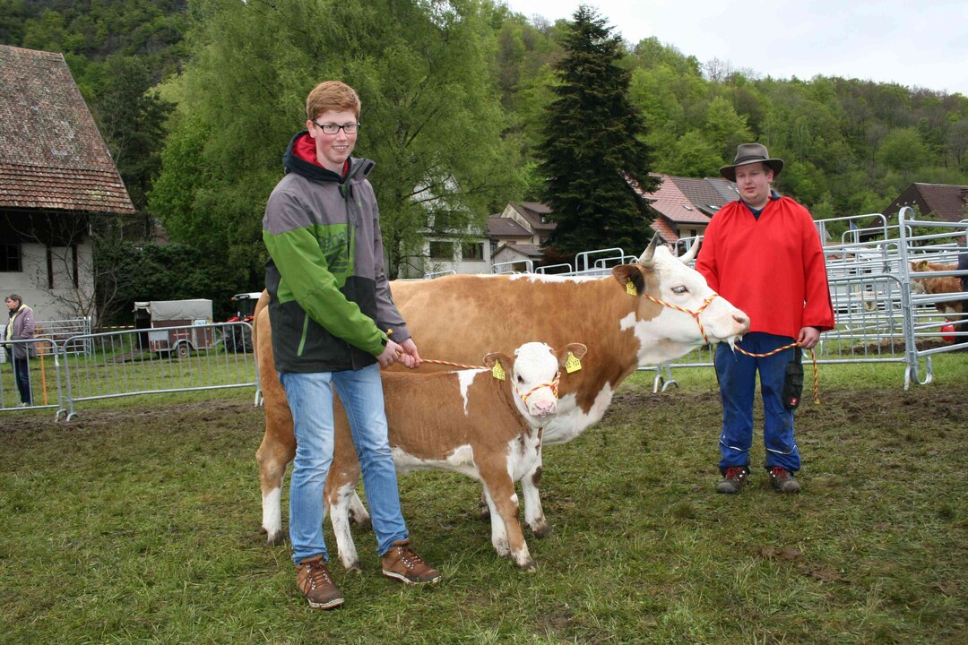 Mutterkuh KKSi: Bei den Mutterkhen mit Kuhklbern siegte Anton Kalt aus Albbruck-Birkingen mit der Napfauttochter Gerda und einem Kalb mit Vater Silharni, das mit 52 Tagen bereits 84 kg auf die Waage stellte, was die hchsten Zunahmen von 1.231 g pro Tag bedeutete.