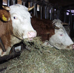 Kühe sind gefragt: Bei Stallplatz- oder Futterkonkurrenz bringt die Ausmast bzw. das Anfleischen einer Kuh derzeit mehr, als die Mast einer Färse oder eines Jungbullen.