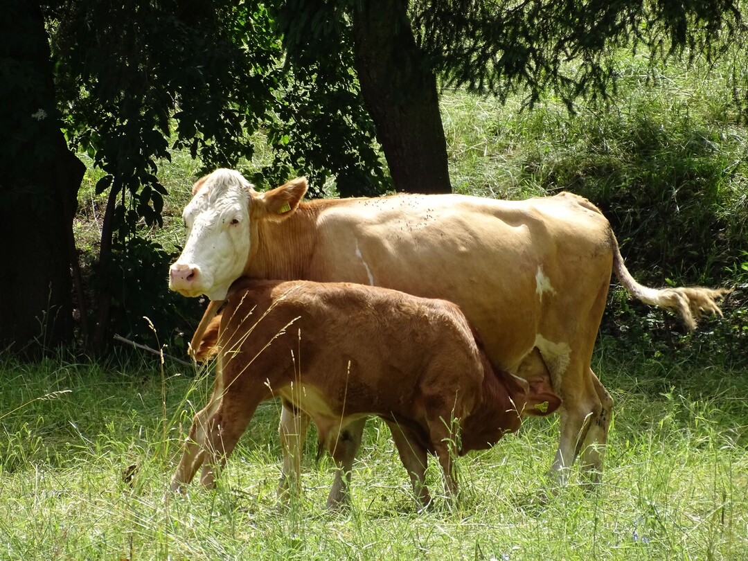 Mutterkuhhaltung im Wachbacher Tal.
