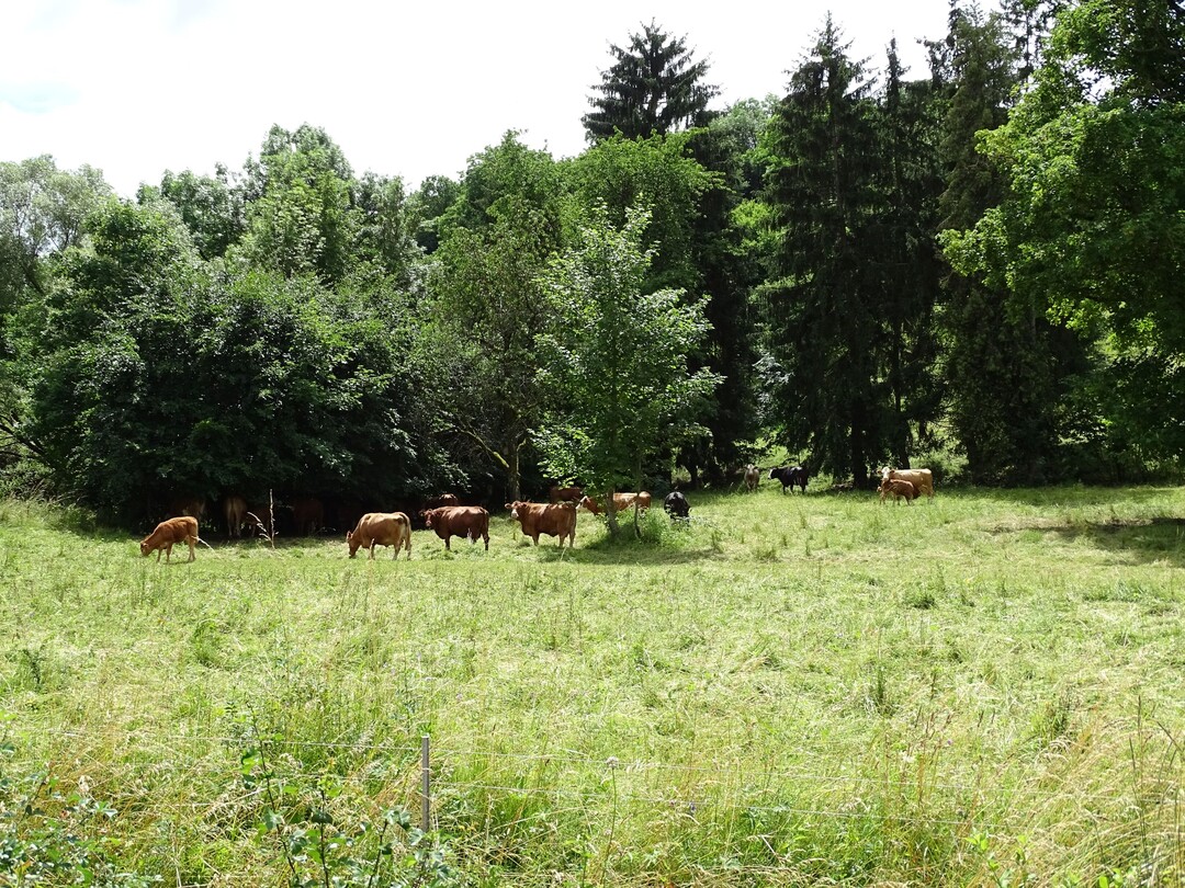 Auf großen Weiden oberhalb von Bad-Mergentheim-Wachbach ziehen die Mutterkühe des Hofes ihre Kälber
groß.