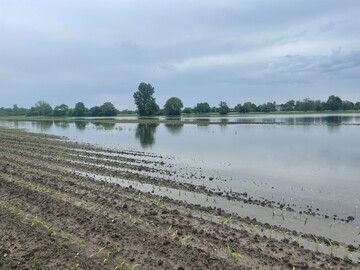 In Rheinnhe, vor allem nrdlich von Baden-Baden bis Mannheim, sind zahlreiche Flchen groflchig
 berflutet. Kleinere berflutungen in Senken sind sehr weit verbreitet.