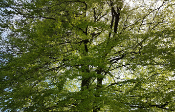  Mit einem Natura 2000-Gebietsmanager will man die Forstbetriebe untersttzen und die Naturschutziele erfolgreich im Wald umsetzen. Damit erfllt Baden-Wrttemberg dann auch die Vorhaben der EU an Natura 2000. 
