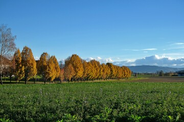 Baumreihen am Feldrand knnen zum Beispiel bei heftigen Regenfllen im Herbst Nhrstoffe vor Auswaschung in Grund- und Oberflchengewsser schtzen.