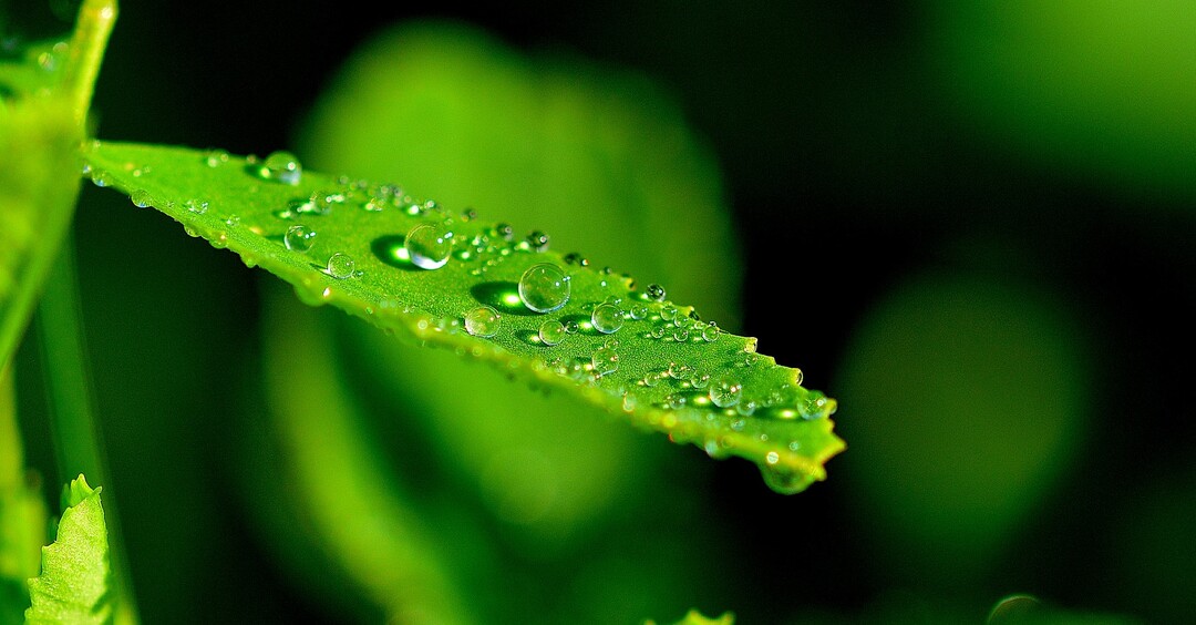 Blatt mit Wassertropfen. Eine neue Methode soll die Blattoberfläche so verändern, dass Spritzmittel besser daran haften.