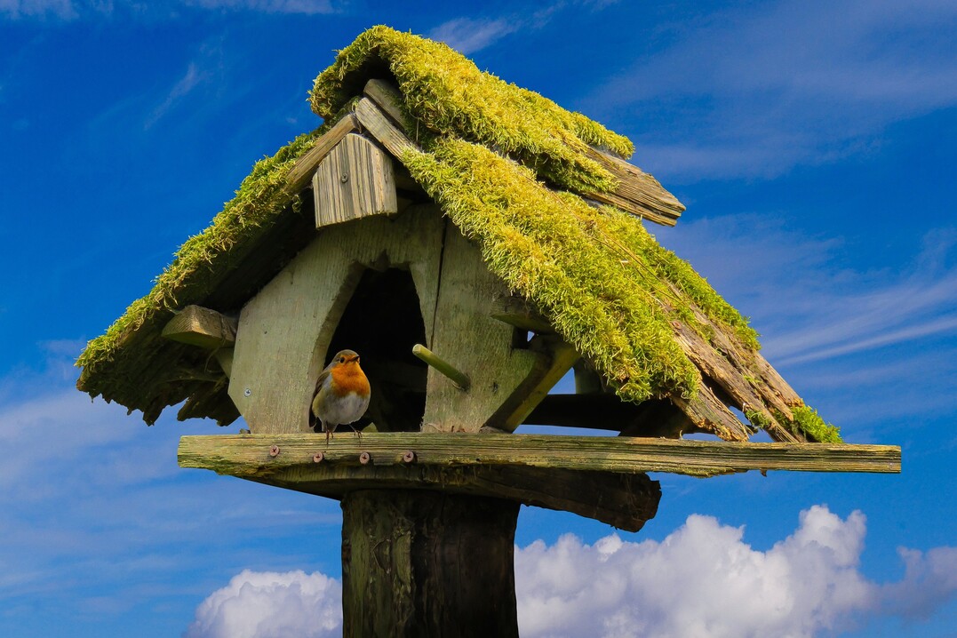 Vogel im Häuschen