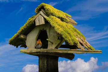 Vogel im Huschen