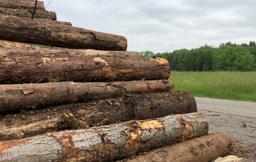 Im Vergleich zum Vorjahr sind bereits 100. 000 Festmeter mehr Borkenkferholz angefallen. Den durch jahrelangen Wassermangel geschwchten Bumen fllt es zunehmend schwerer, sich gegen die Angreifer zu wehren.