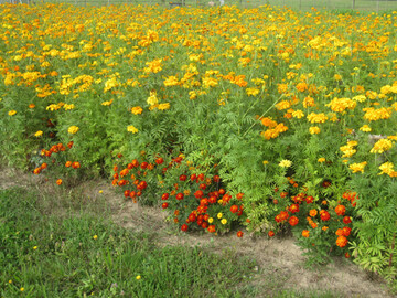 Der Anbau von Tagetes als Vorkultur vor Erdbeeren verringert den Nematodenbesatz.