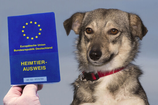 Die nderungen des neuen Heimtierpasses verbergen sich auf den Innenseiten. Wichtig zu wissen ist, dass alle bis jetzt ausgestellten Psse ohne Einschrnkungen gltig bleiben.