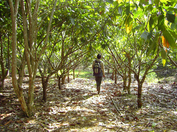 Kakao zhlt zu den tropischen "cash crops", profitiert jedoch enorm von natrlicher Schdlingskontrolle durch Vgel und Fledermuse.