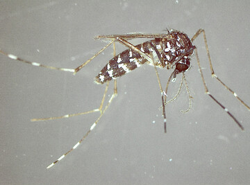 Asiatische Tigermcke (Aedes albopictus)